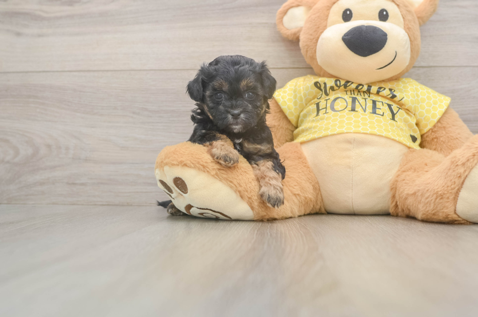 5 week old Shih Poo Puppy For Sale - Pilesgrove Pups
