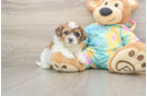 Best Shih Poo Baby