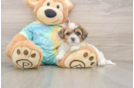 Energetic Shih Poo Poodle Mix Puppy