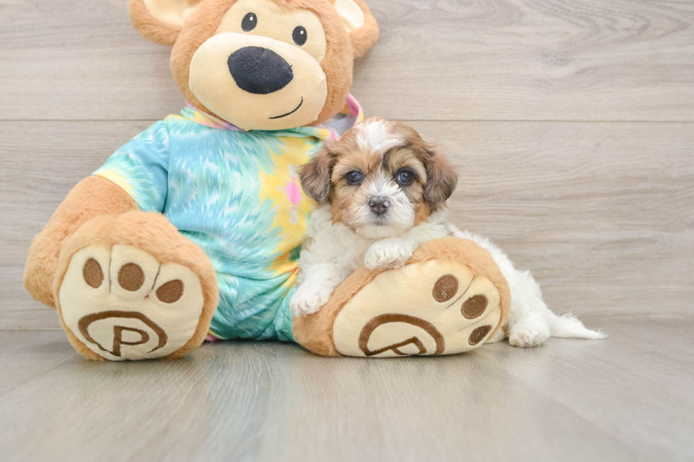 Energetic Shih Poo Poodle Mix Puppy