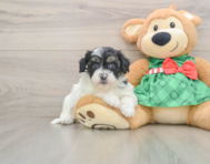 6 week old Shih Poo Puppy For Sale - Pilesgrove Pups
