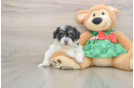 Funny Shih Poo Poodle Mix Pup