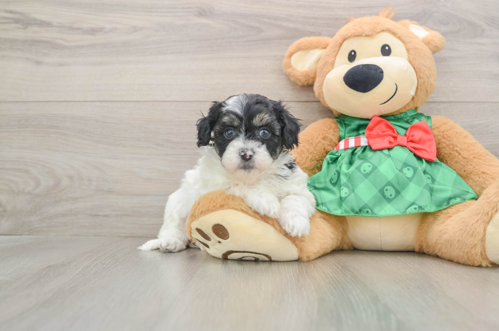 5 week old Shih Poo Puppy For Sale - Pilesgrove Pups