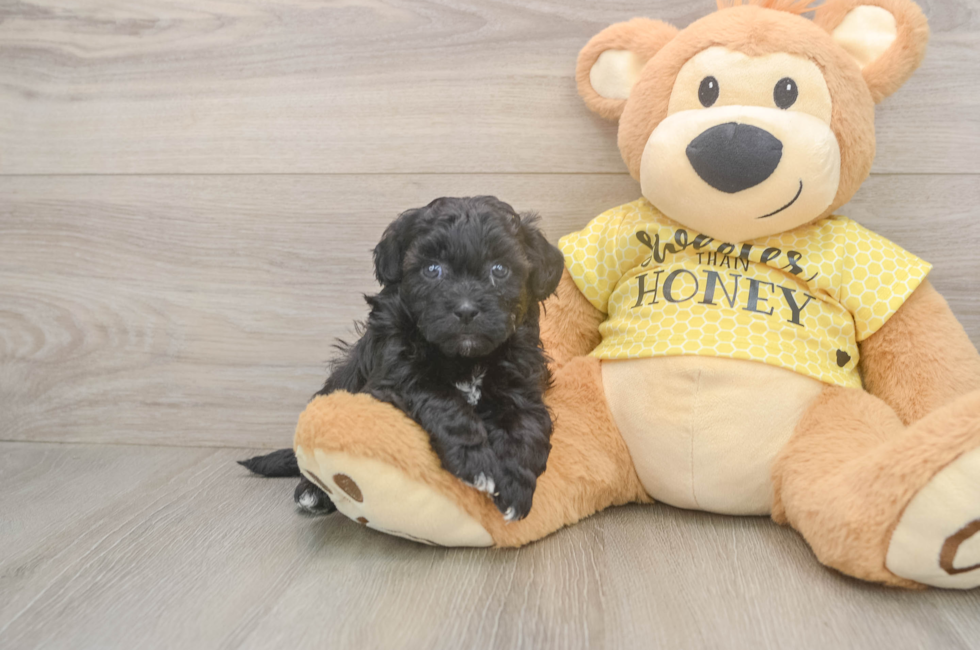 5 week old Shih Poo Puppy For Sale - Pilesgrove Pups
