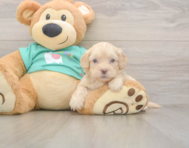 7 week old Shih Poo Puppy For Sale - Pilesgrove Pups