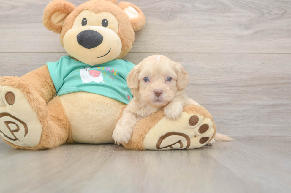 5 week old Shih Poo Puppy For Sale - Pilesgrove Pups