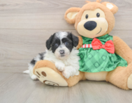 5 week old Shih Poo Puppy For Sale - Pilesgrove Pups