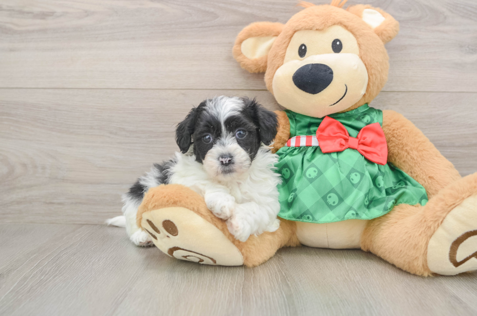 5 week old Shih Poo Puppy For Sale - Pilesgrove Pups