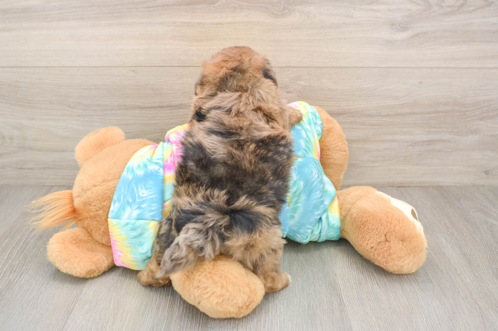 Shih Poo Pup Being Cute