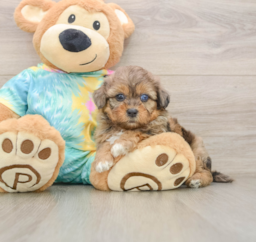 5 week old Shih Poo Puppy For Sale - Pilesgrove Pups
