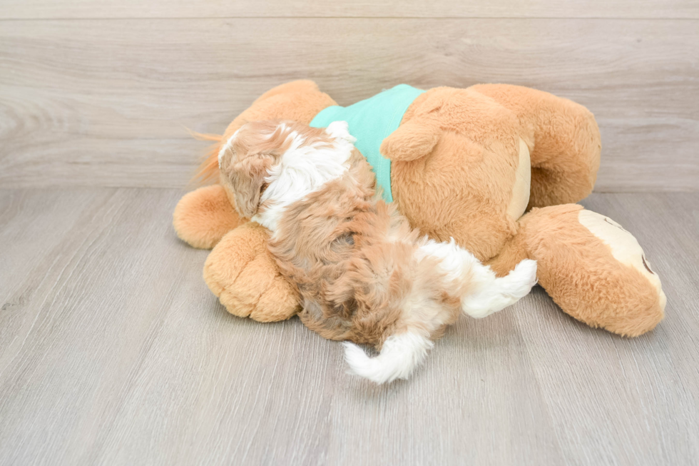 Popular Shih Poo Poodle Mix Pup