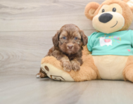 8 week old Shih Poo Puppy For Sale - Pilesgrove Pups