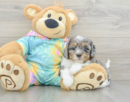6 week old Shih Poo Puppy For Sale - Pilesgrove Pups