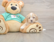 7 week old Shih Poo Puppy For Sale - Pilesgrove Pups