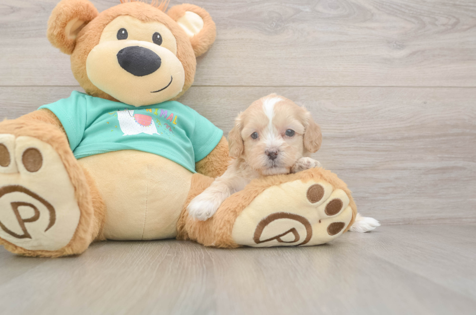 5 week old Shih Poo Puppy For Sale - Pilesgrove Pups