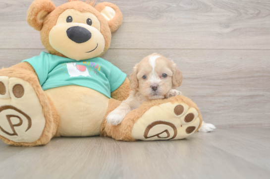 Shih Poo Pup Being Cute