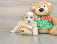 5 week old Shih Poo Puppy For Sale - Pilesgrove Pups