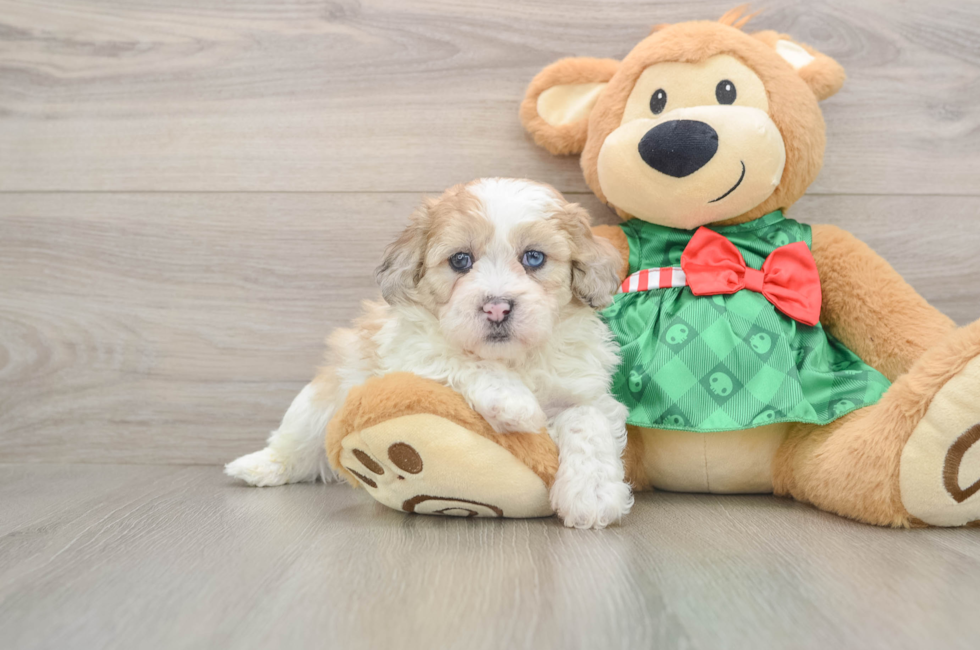 5 week old Shih Poo Puppy For Sale - Pilesgrove Pups
