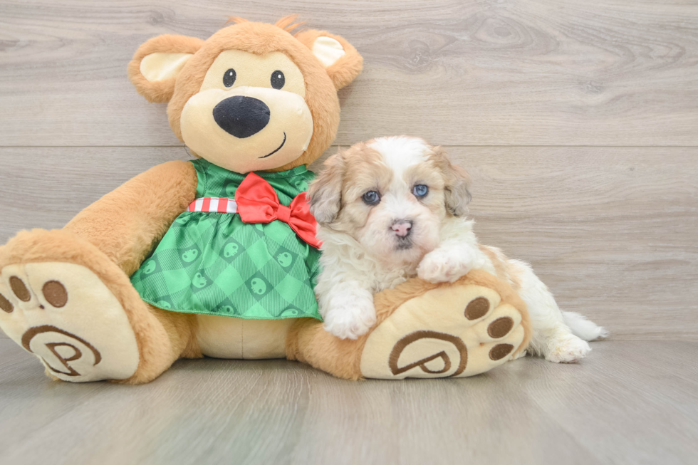 Shih Poo Pup Being Cute