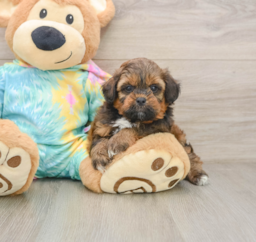 5 week old Shih Poo Puppy For Sale - Pilesgrove Pups