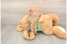 Best Shih Poo Baby