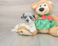 7 week old Shih Poo Puppy For Sale - Pilesgrove Pups