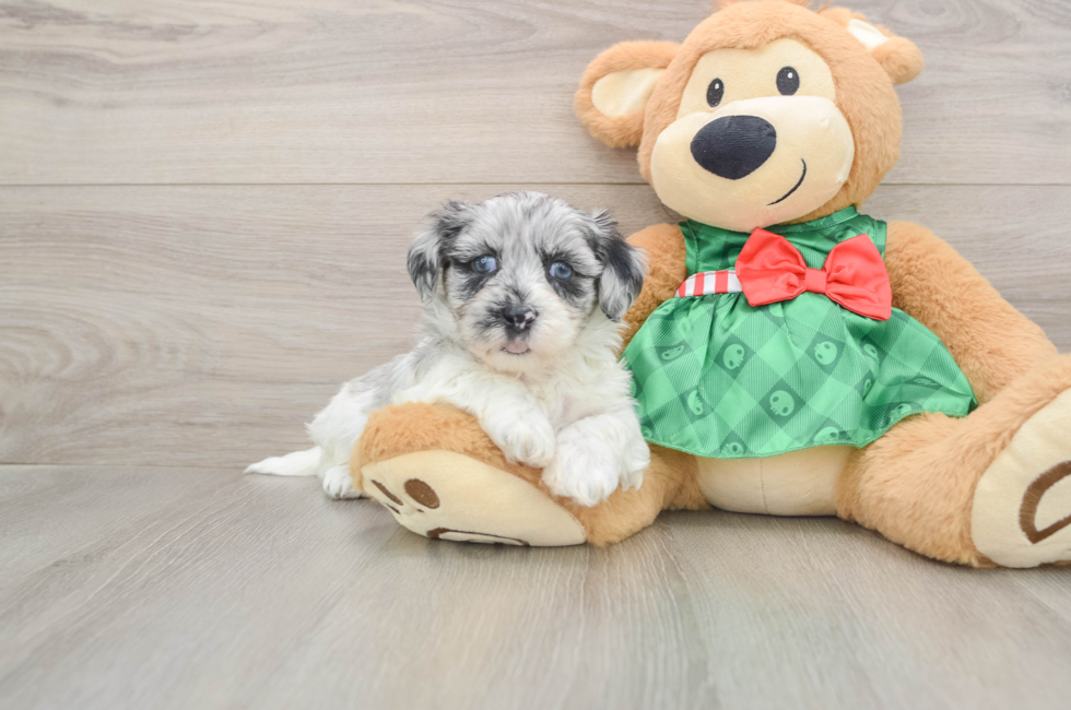 5 week old Shih Poo Puppy For Sale - Pilesgrove Pups