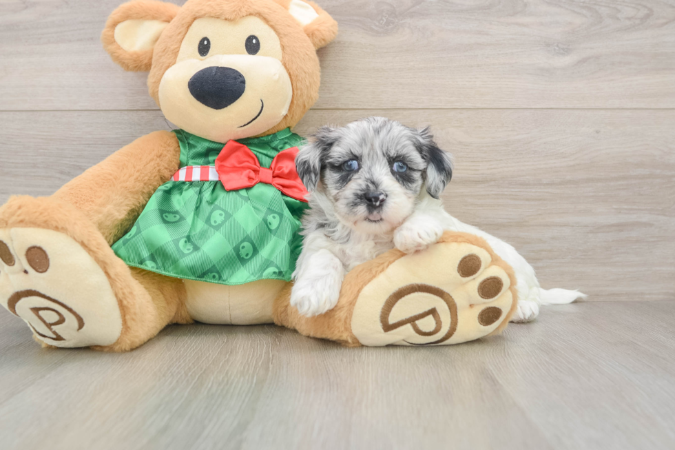 Shih Poo Puppy for Adoption