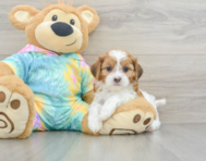 7 week old Shih Poo Puppy For Sale - Pilesgrove Pups