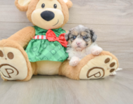 7 week old Shih Poo Puppy For Sale - Pilesgrove Pups