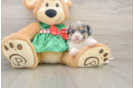 Shih Poo Pup Being Cute