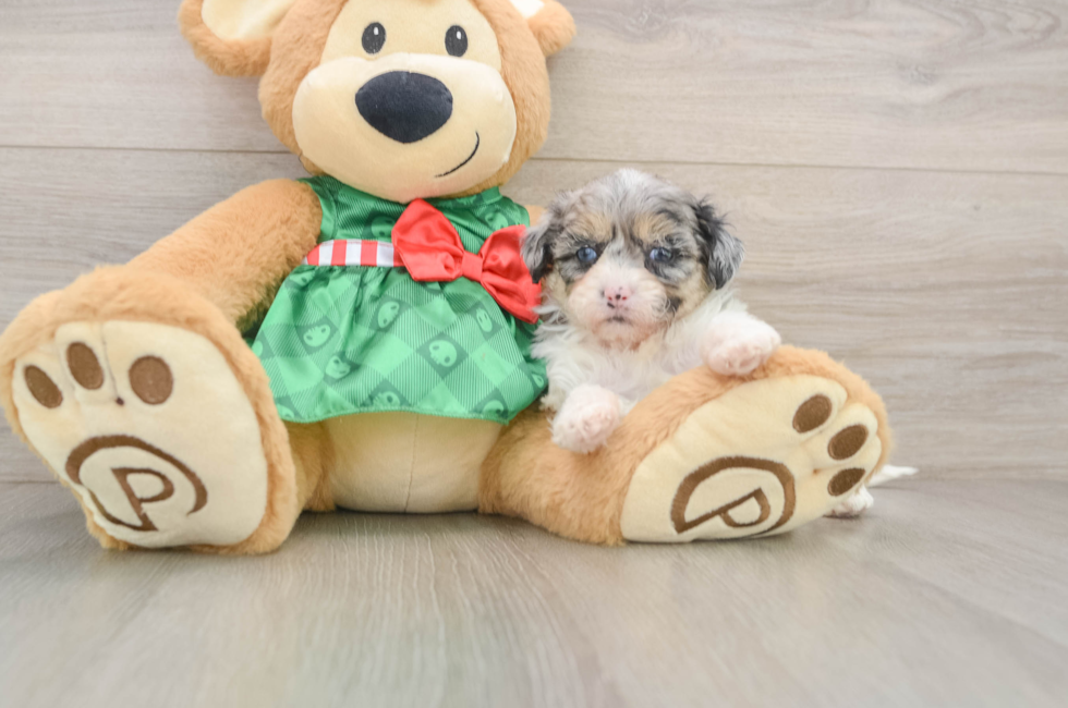 5 week old Shih Poo Puppy For Sale - Pilesgrove Pups