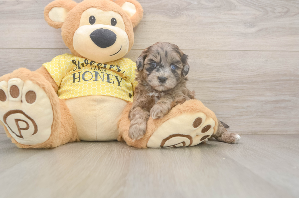 5 week old Shih Poo Puppy For Sale - Pilesgrove Pups