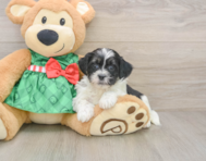 6 week old Shih Poo Puppy For Sale - Pilesgrove Pups