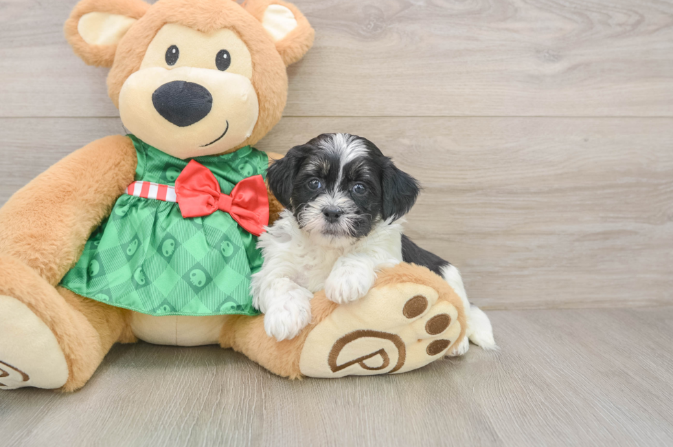 5 week old Shih Poo Puppy For Sale - Pilesgrove Pups