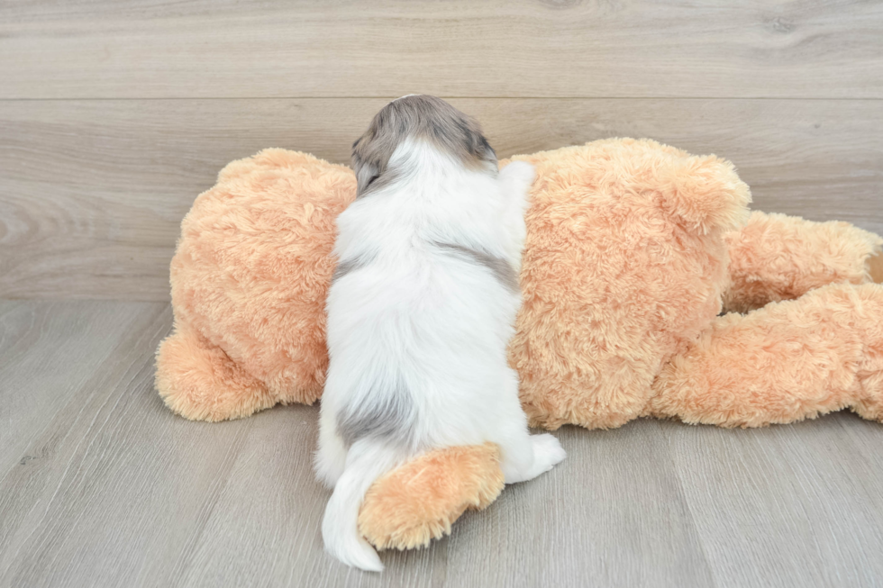 Small Shih Poo Baby