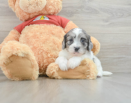 5 week old Shih Poo Puppy For Sale - Pilesgrove Pups