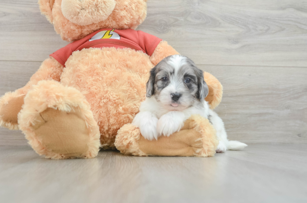 7 week old Shih Poo Puppy For Sale - Pilesgrove Pups