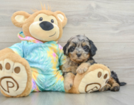 6 week old Shih Poo Puppy For Sale - Pilesgrove Pups
