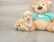 7 week old Shih Poo Puppy For Sale - Pilesgrove Pups