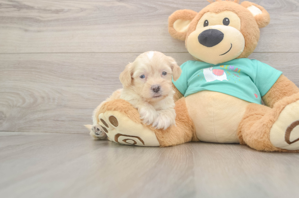 5 week old Shih Poo Puppy For Sale - Pilesgrove Pups