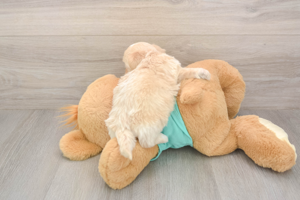 Petite Shih Poo Poodle Mix Pup