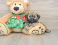 5 week old Shih Poo Puppy For Sale - Pilesgrove Pups