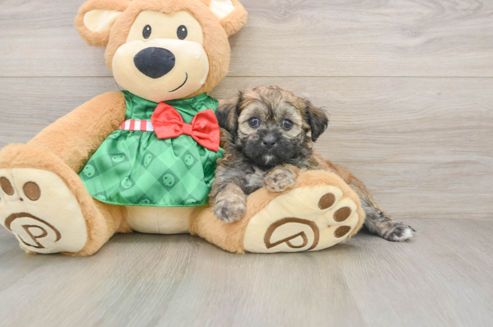 5 week old Shih Poo Puppy For Sale - Pilesgrove Pups