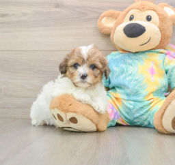 6 week old Shih Poo Puppy For Sale - Pilesgrove Pups