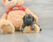 5 week old Shih Poo Puppy For Sale - Pilesgrove Pups