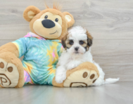 7 week old Shih Poo Puppy For Sale - Pilesgrove Pups