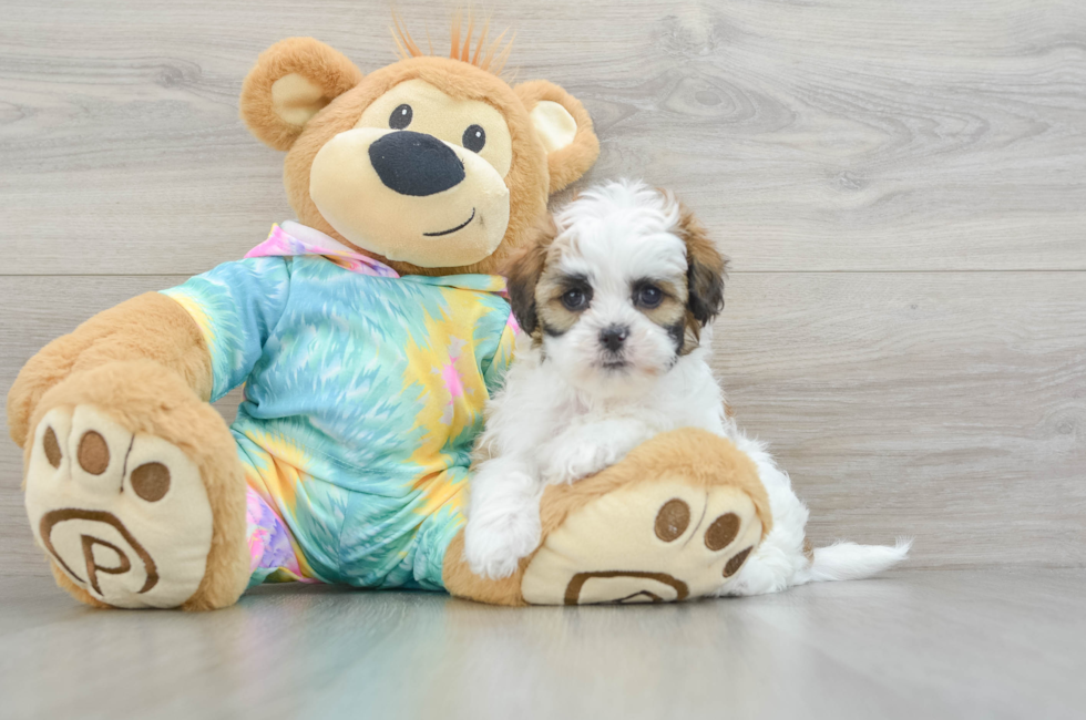 7 week old Shih Poo Puppy For Sale - Pilesgrove Pups