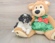 5 week old Shih Poo Puppy For Sale - Pilesgrove Pups