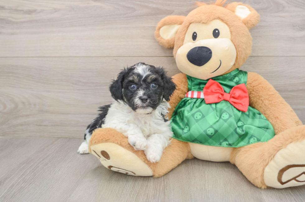 5 week old Shih Poo Puppy For Sale - Pilesgrove Pups